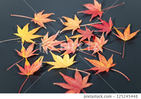 黑色背景上楓葉的秋葉 黑色背景上楓葉的秋葉 125245448