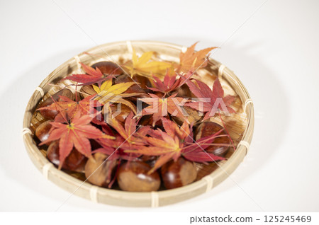 秋天的味道生栗子 秋天的味道生栗子 125245469