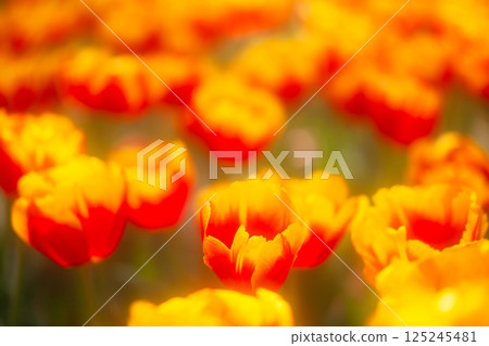 橘色鬱金香花田 橘色鬱金香花田 125245481