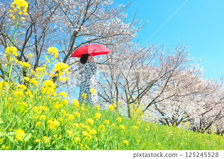 櫻花和油菜開花人行道 櫻花和油菜開花人行道 125245528