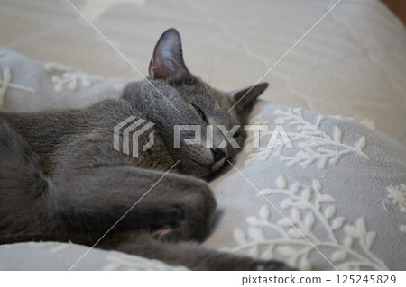 The laid-back daily life of a house cat 125245829