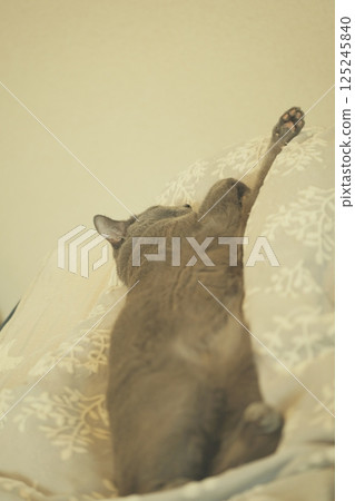 The laid-back daily life of a house cat 125245840