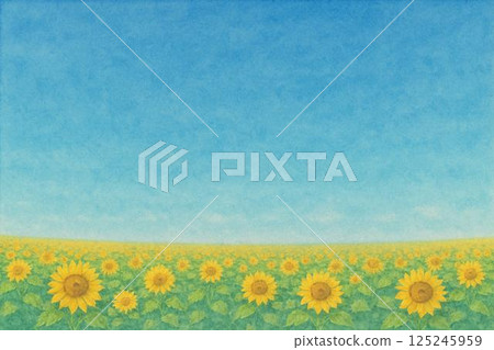 Sunflower field Sunflower field 125245959