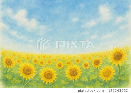 Sunflower field 125245962