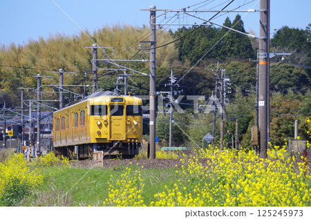 A two-car yellow 115 series Kumoha train (115 and 114 type) passes through the Sanin Main Line where yellow rape blossoms are in full bloom. A two-car yellow 115 series Kumoha train (115 and 114 type) passes through the Sanin Main Line where yellow rape blossoms are in full bloom. 125245973