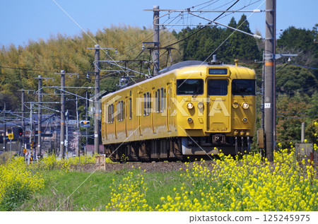 兩輛黃色的115系列雲葉列車（115和114型）穿過盛開著黃色油菜花的山陰本線。 125245975