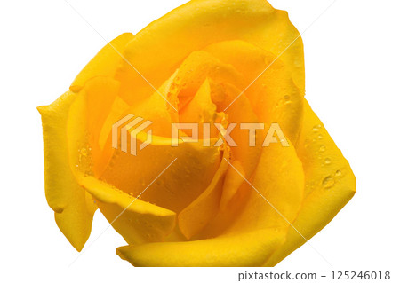 Close up rose isolated on white background Close up rose isolated on white background 125246018