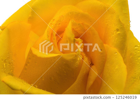 Close up rose isolated on white background Close up rose isolated on white background 125246019