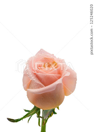 Close up rose isolated on white background Close up rose isolated on white background 125246020