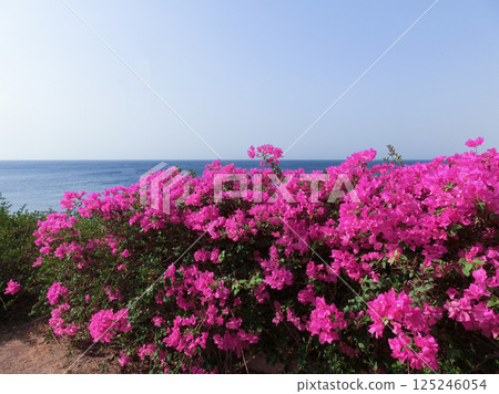 Beautiful bougainvillea flowers with green leaves. Close up view of bougainvillea purple flower. Blooming Purple Bougainvillea flower. Selective Focus 125246054