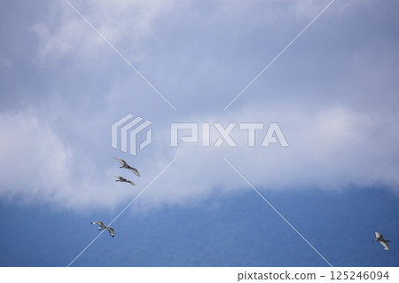一隻夜鷺翱翔在恩戈羅恩戈羅的天空 125246094