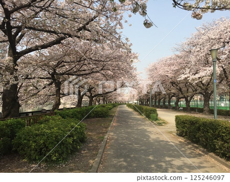 櫻花樹和小路 櫻花樹和小路 125246097