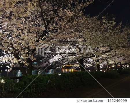 夜晚的河邊櫻花 125246099