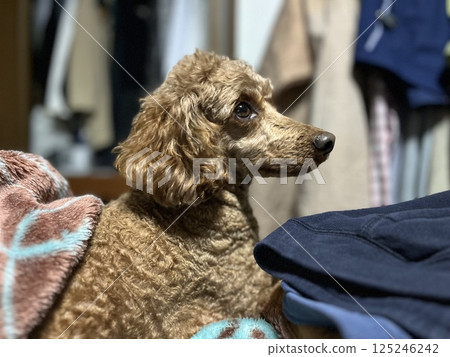 放鬆玩具貴賓犬 放鬆玩具貴賓犬 125246242