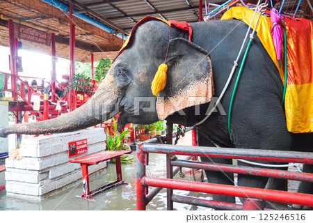 Elephant riding experience 125246516