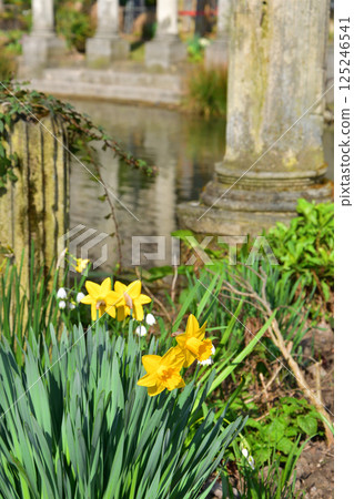 Daffodils bloom by a pond in Parc Monceau, Paris, France, March 15, 2025. Daffodils bloom by a pond in Parc Monceau, Paris, France, March 15, 2025. 125246541