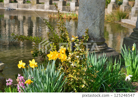 法國巴黎。蒙索公園池塘邊盛開的水仙花。拍攝於2025年3月15日。 法國巴黎。蒙索公園池塘邊盛開的水仙花。拍攝於2025年3月15日。 125246547