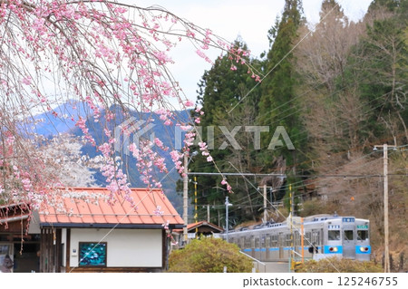 Chichibu Railway "Bushu Hino Station and train with pink weeping cherry blossoms in bloom" 125246755