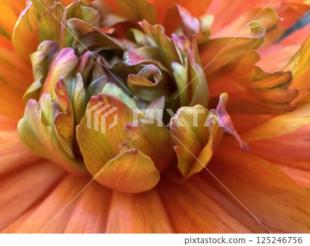 Orange flowers 125246756