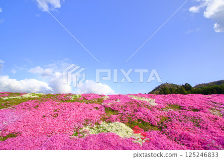 Shibazakura that blooms under the blue sky 125246833