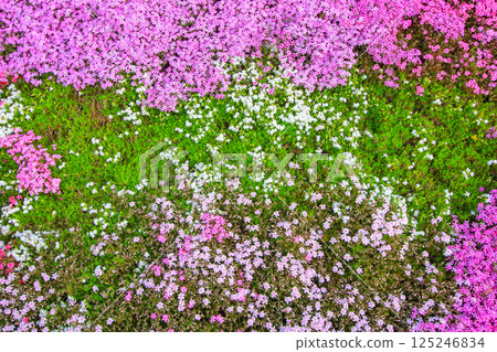 Blooming moss phlox 125246834