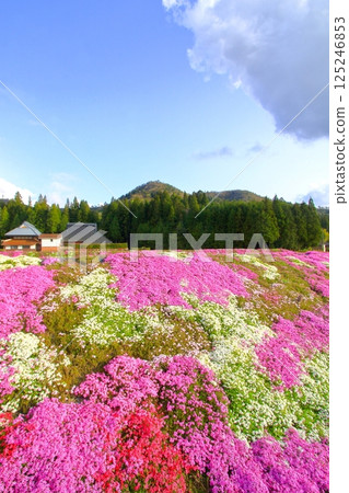 里山盛開的芝櫻 里山盛開的芝櫻 125246853