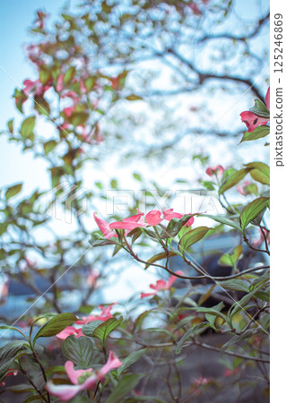 Dogwood and sky Dogwood and sky 125246869