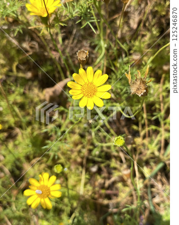 yellow dahlberg daisy small flower beautiful plant. close up daisy natural day time light no people. yellow dahlberg daisy small flower beautiful plant. close up daisy natural day time light no people. 125246870