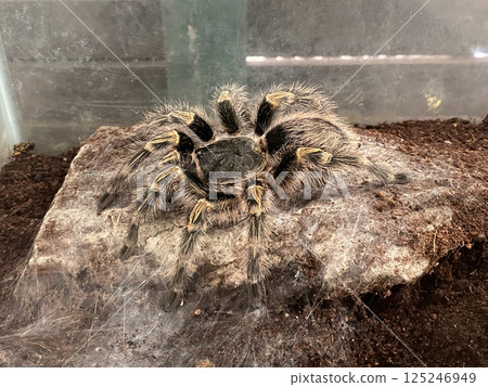 A close-up image of a Chaco Golden Knee Tarantula with web resting on dark, moist substrate inside a terrarium. The tarantula's hairy body and distinctive golden stripes on its legs ar 125246949