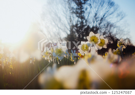 A flower illuminated by the sunset A flower illuminated by the sunset 125247087
