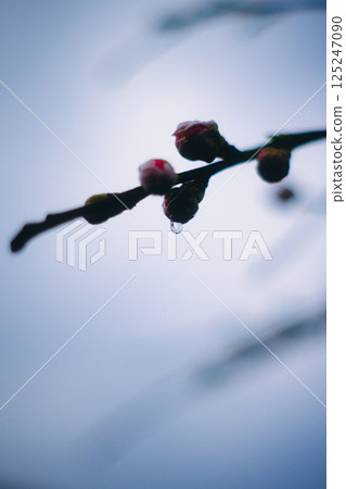 雨天裡的桃花苞 125247090