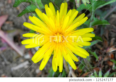  Dandelion 125247177
