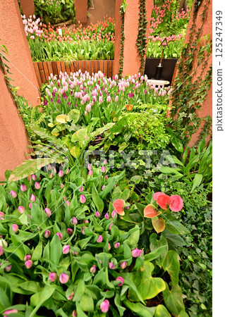 Tulip Shikisaikan Tulip Shikisaikan 125247349