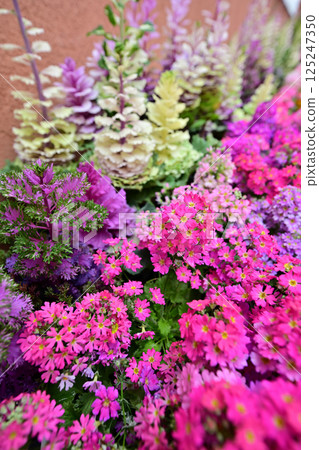 Tulip Shikisaikan 125247350