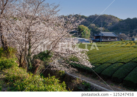 Cherry blossoms blooming in the tea plantation 125247458