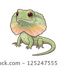 A simple and cute frilled lizard illustration 125247555