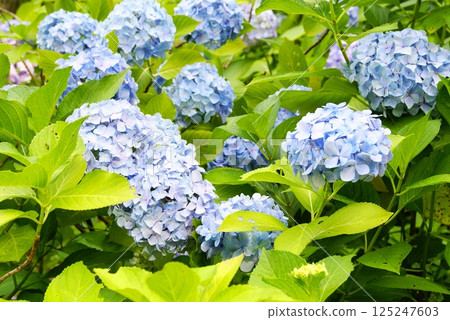 彩色花朵繡球花自然背景（2025 年 4 月註冊） 125247603