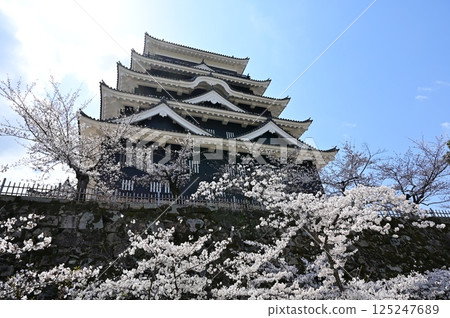 天守閣北側的鐵板覆蓋與染井吉野櫻(福山城) 天守閣北側的鐵板覆蓋與染井吉野櫻(福山城) 125247689