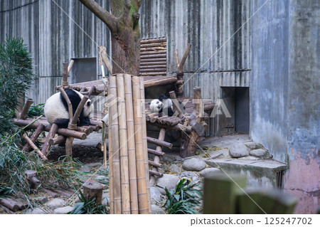 Pandas at Chengdu Wolong Panda Base 125247702