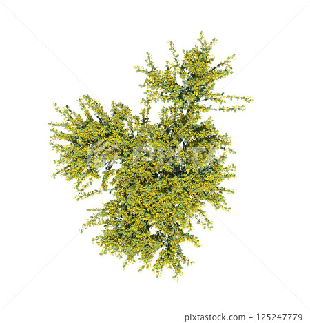 bush, top view, isolate on a transparent background, 3D illustration, cg render 125247779