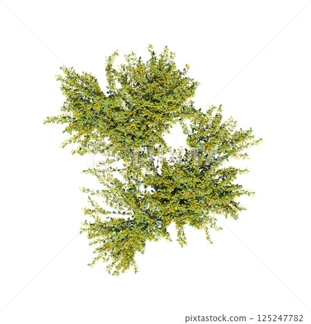 bush, top view, isolate on a transparent background, 3D illustration, cg render bush, top view, isolate on a transparent background, 3D illustration, cg render 125247782