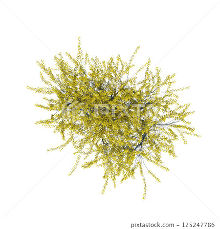 bush, top view, isolate on a transparent background, 3D illustration, cg render 125247786