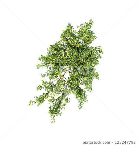 bush, top view, isolate on a transparent background, 3D illustration, cg render 125247792