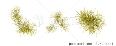 bush, top view, isolate on a transparent background, 3D illustration, cg render 125247821