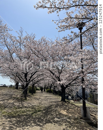 櫻花、公園、賞櫻、吉野櫻花 125247914