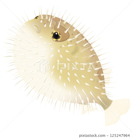 Cute Porcupinefish 125247964