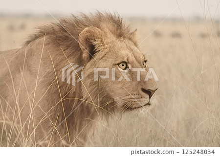 雄獅捕獵獵物，非洲大草原 125248034