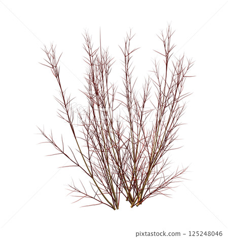 bush isolate on a transparent background, 3D illustration, cg render 125248046
