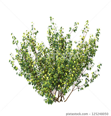 bush isolate on a transparent background, 3D illustration, cg render 125248050
