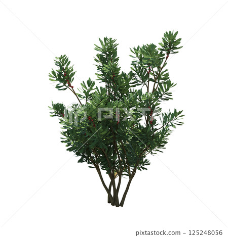 bush isolate on a transparent background, 3D illustration, cg render 125248056